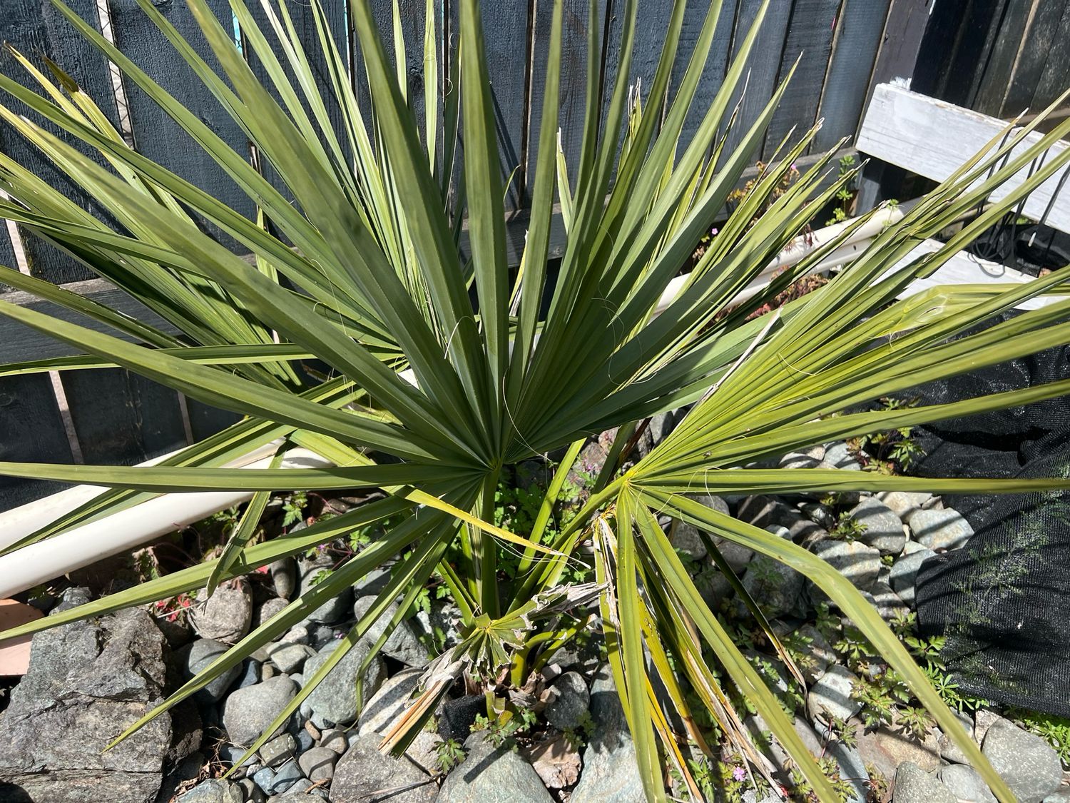 Sabal minor Dwarf Palmetto - Medium 