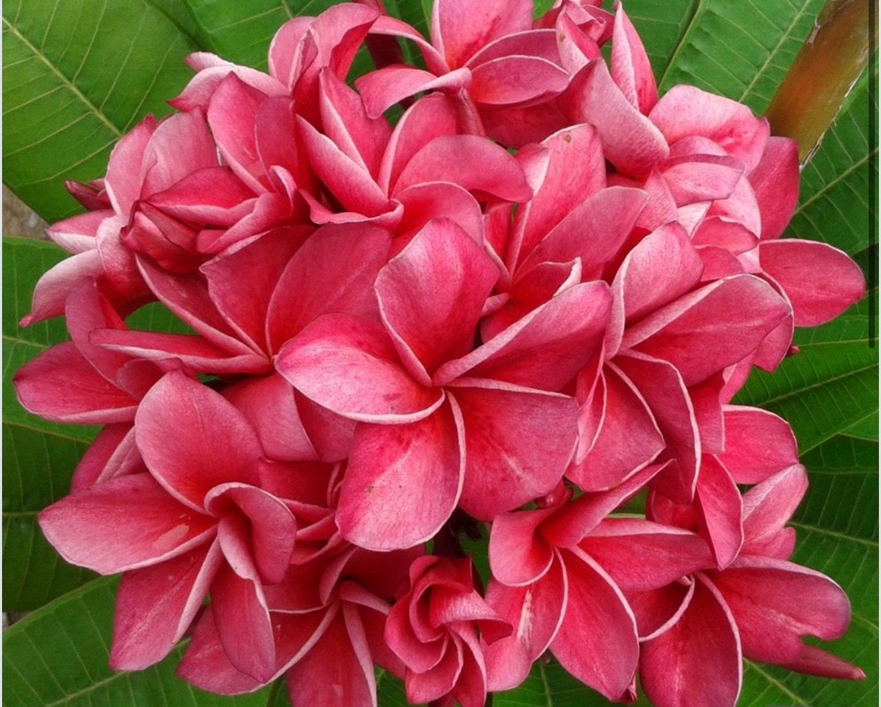 Plumeria Frangipani Tree - “KIMI MORAGNE ”
