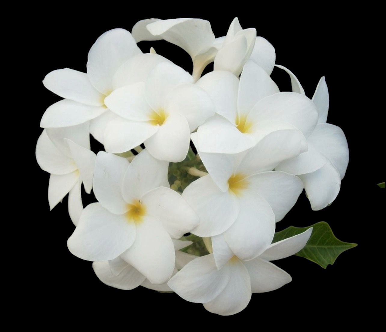 Plumeria pudica - “Arrow Variegated”