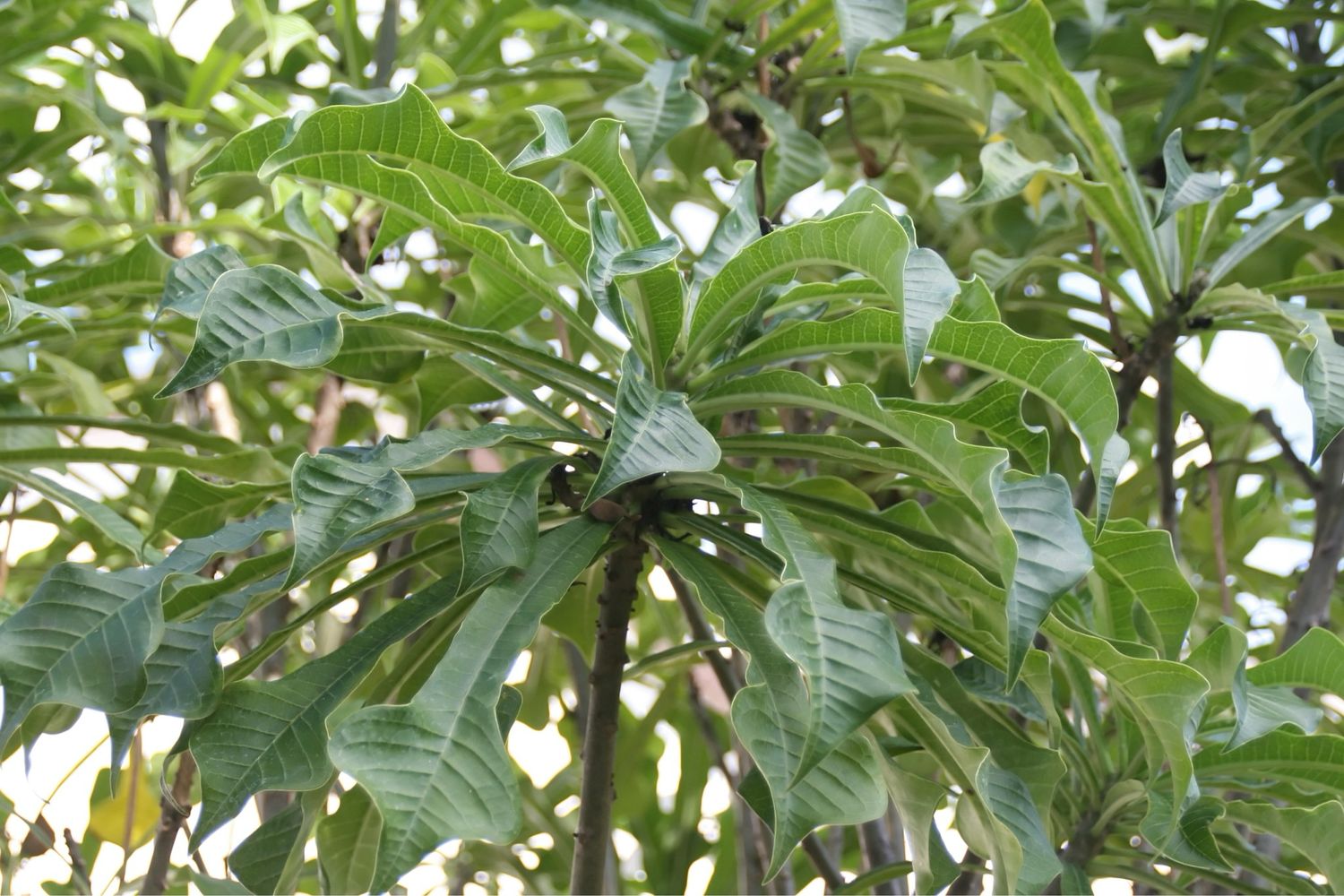 Plumeria pudica - “Arrow Variegated”