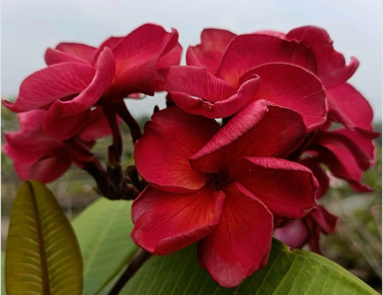 Plumeria Frangipani Tree - “Arty ”