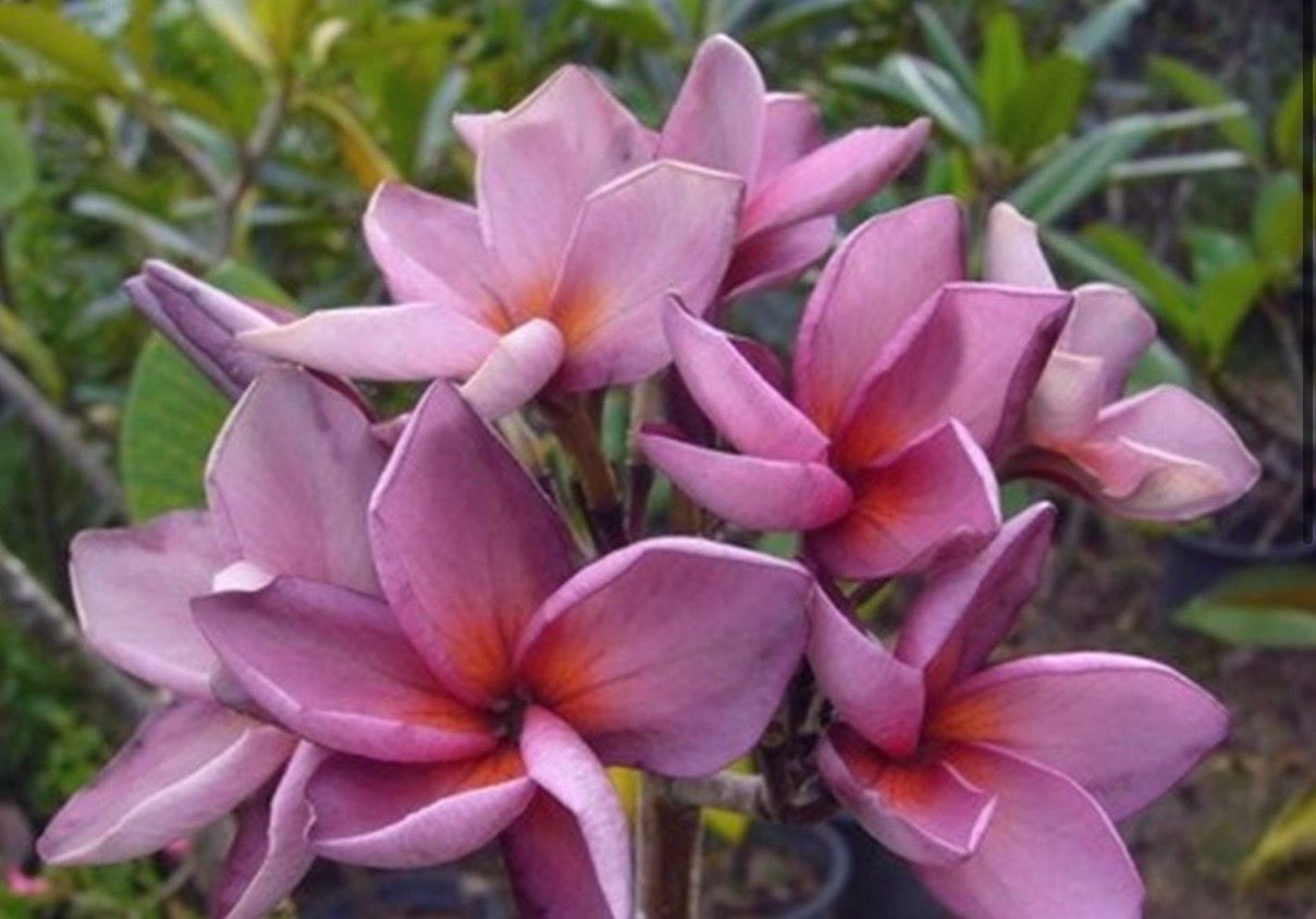 Plumeria Frangipani Tree - “Purple Jack”