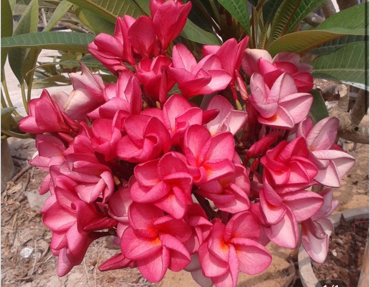 Plumeria Frangipani Tree - “Chompoo Puang Roi”