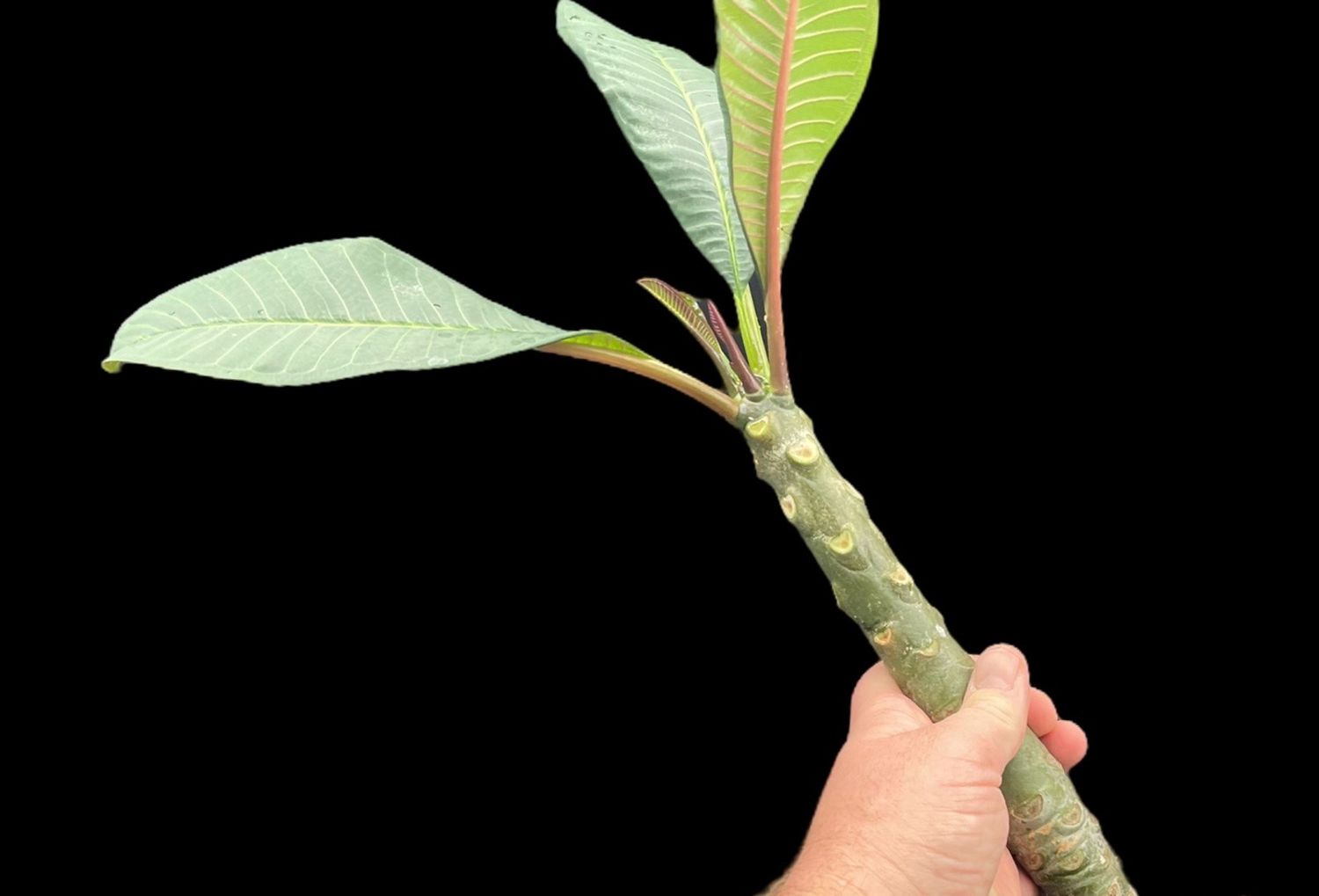 Plumeria Frangipani Tree - “Chompoo Puang Roi”
