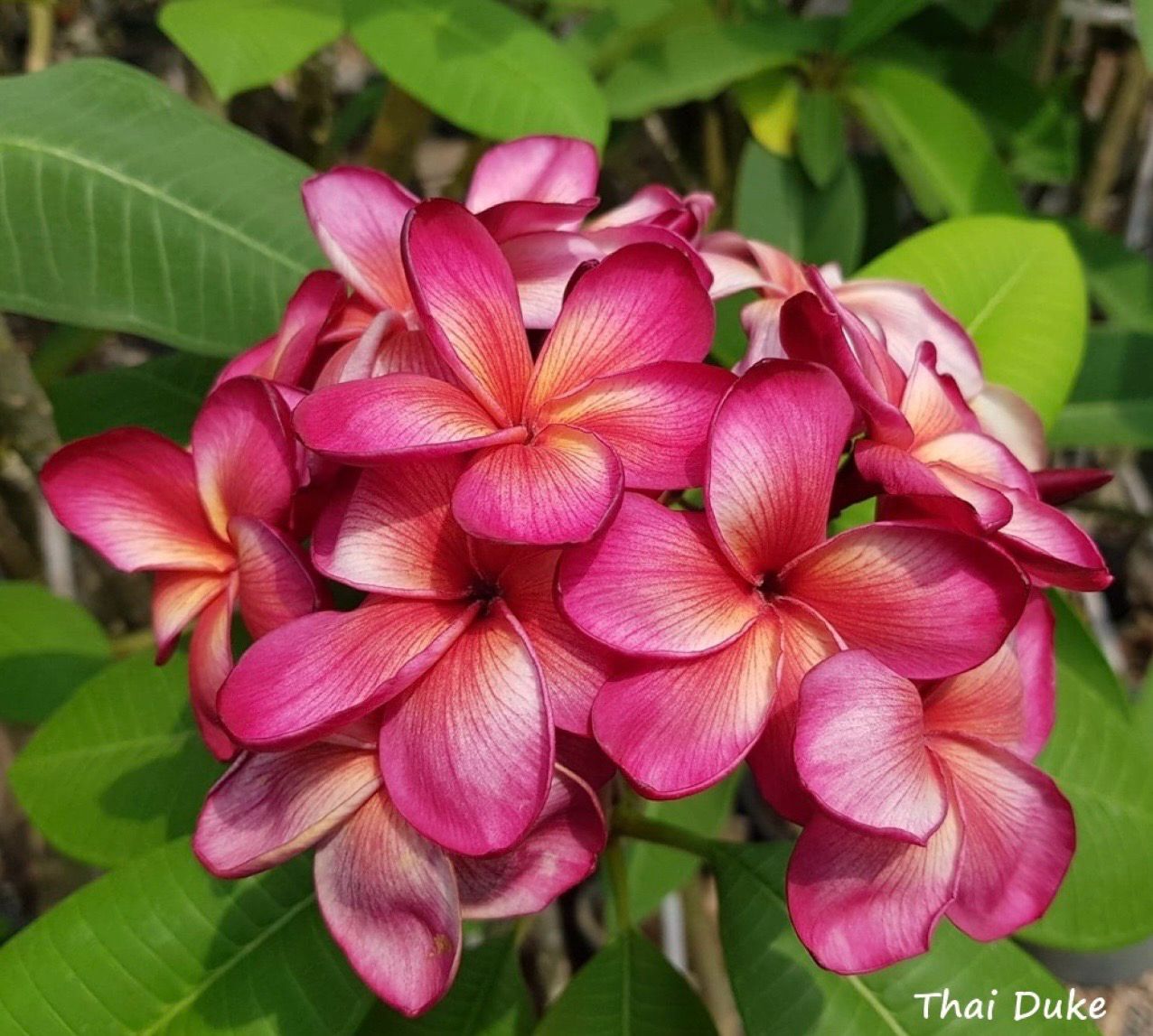 Plumeria Frangipani Tree “Thai Duke”