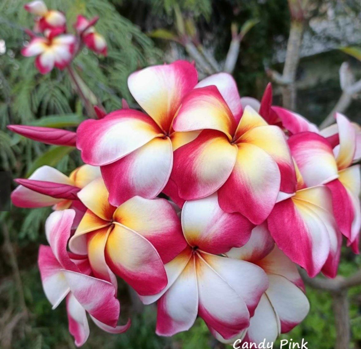 Plumeria Frangipani Tree - “Candy Pink ”