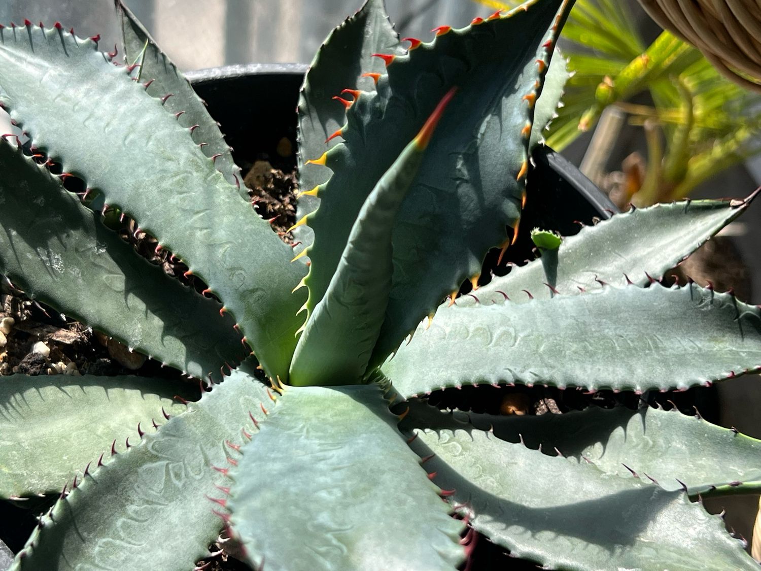 Agave palmeri 