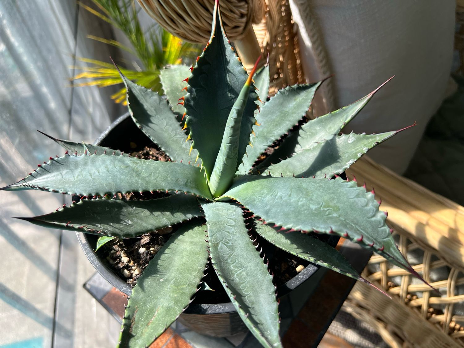 Agave palmeri 