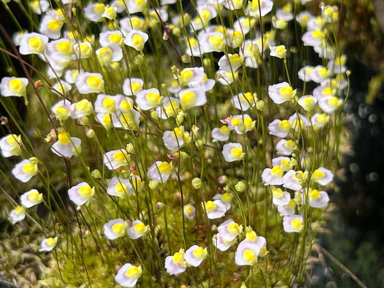 Utricularia bisquamata