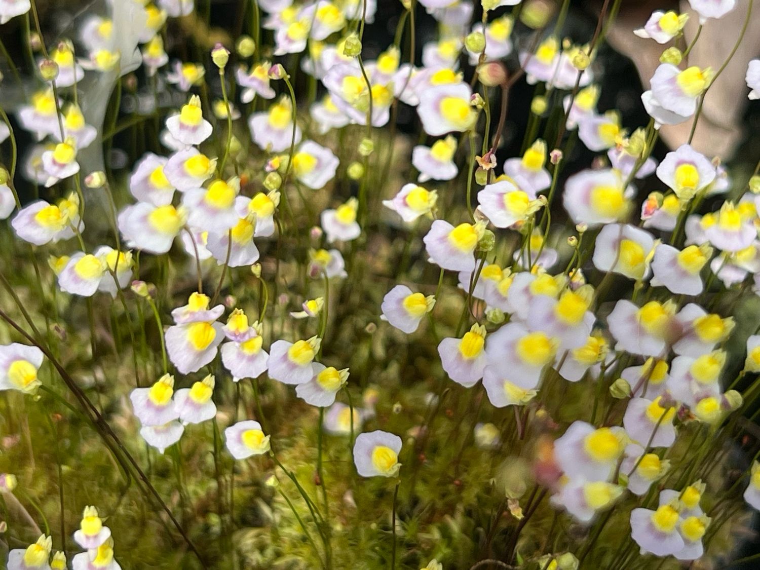Utricularia bisquamata