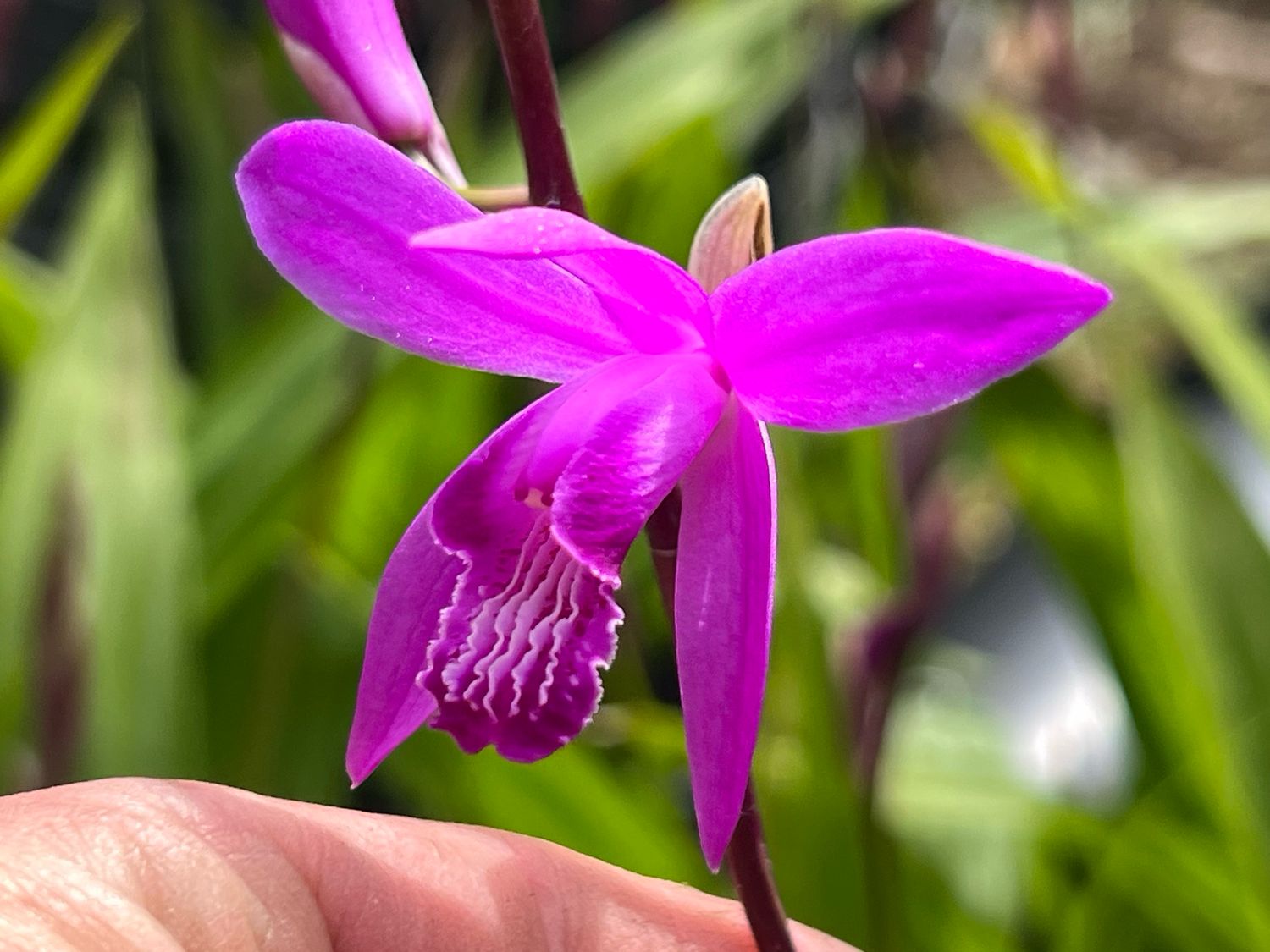Bletilla striata – Hardy Ground Orchid / Shi-Ran