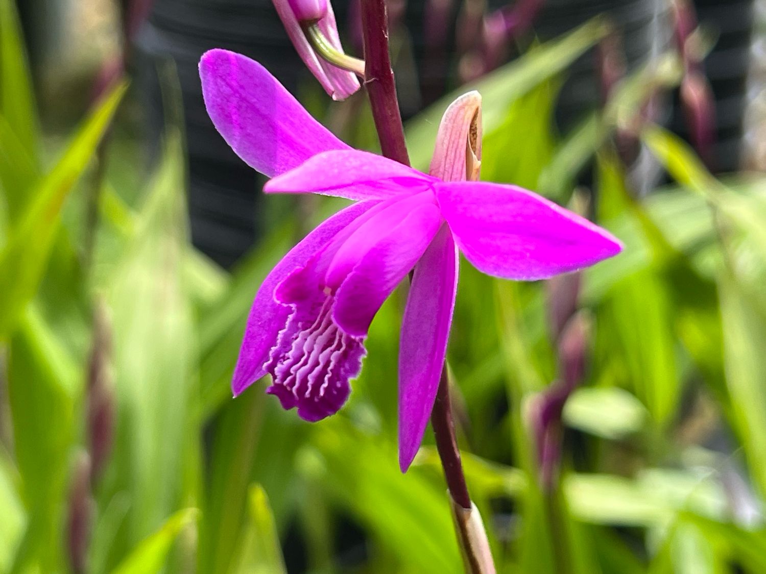 Bletilla striata – Hardy Ground Orchid / Shi-Ran - In Bloom now (Mid May)