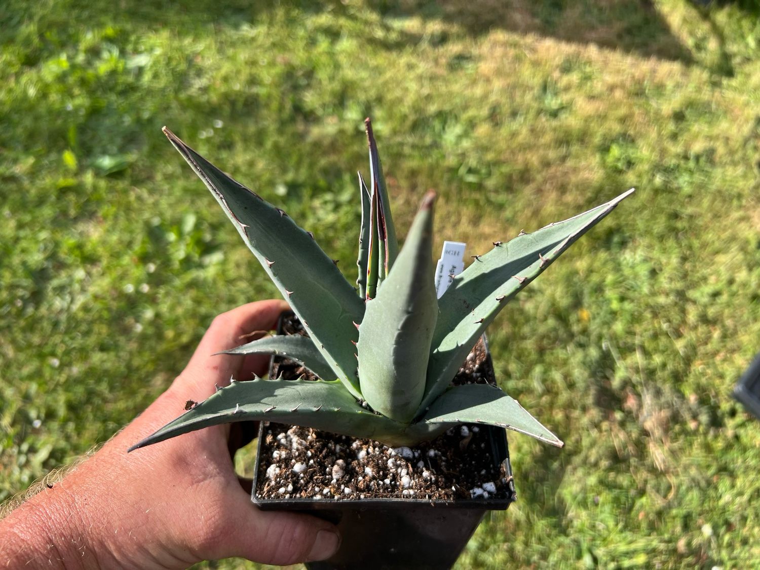 Agave deserti var. simplex – Desert Agave