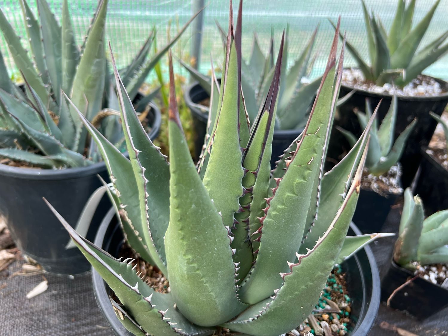 Agave deserti var. simplex – Desert Agave