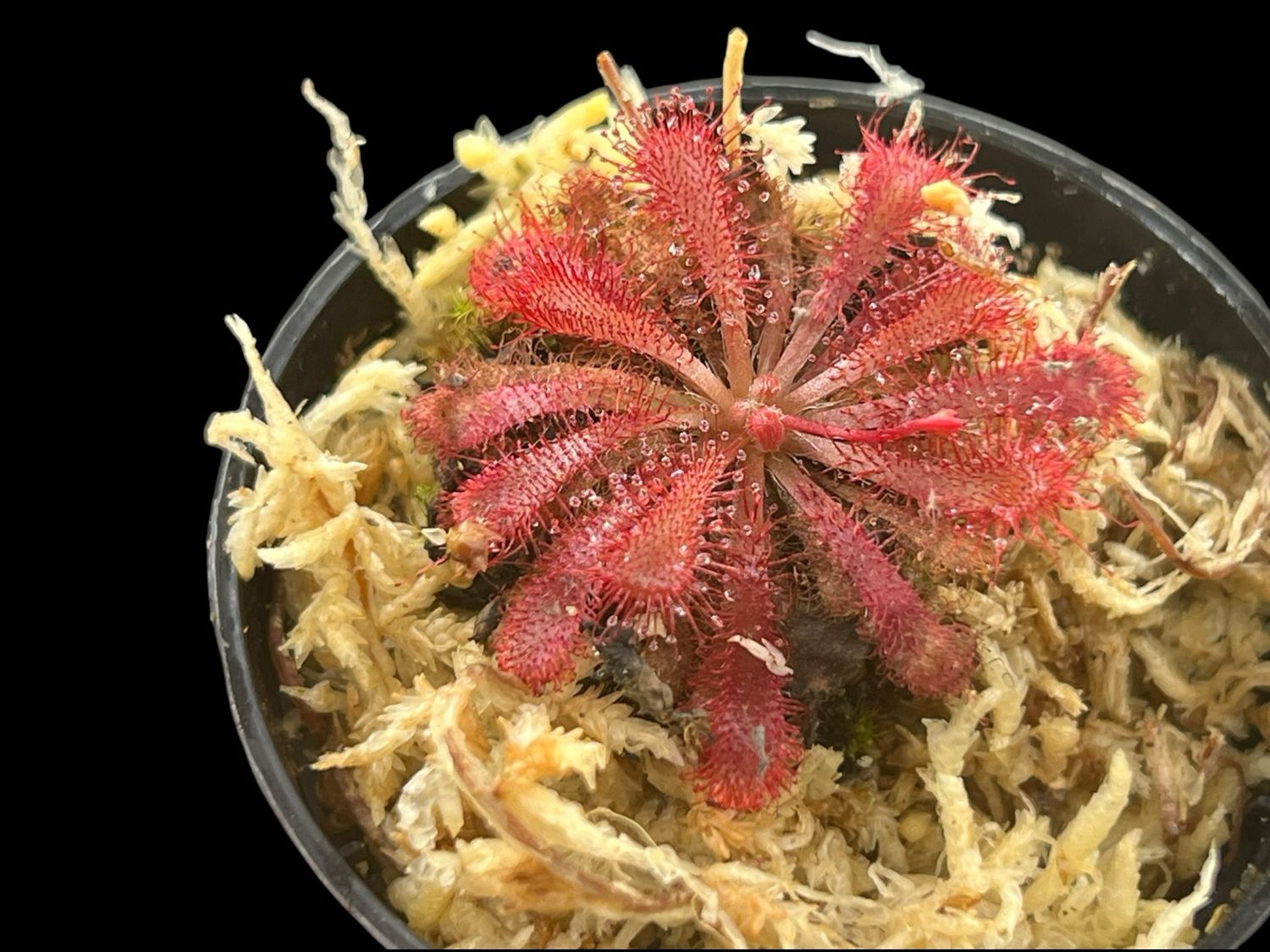 24 Wholesale Drosera spatulata Sundew Bulk Lot