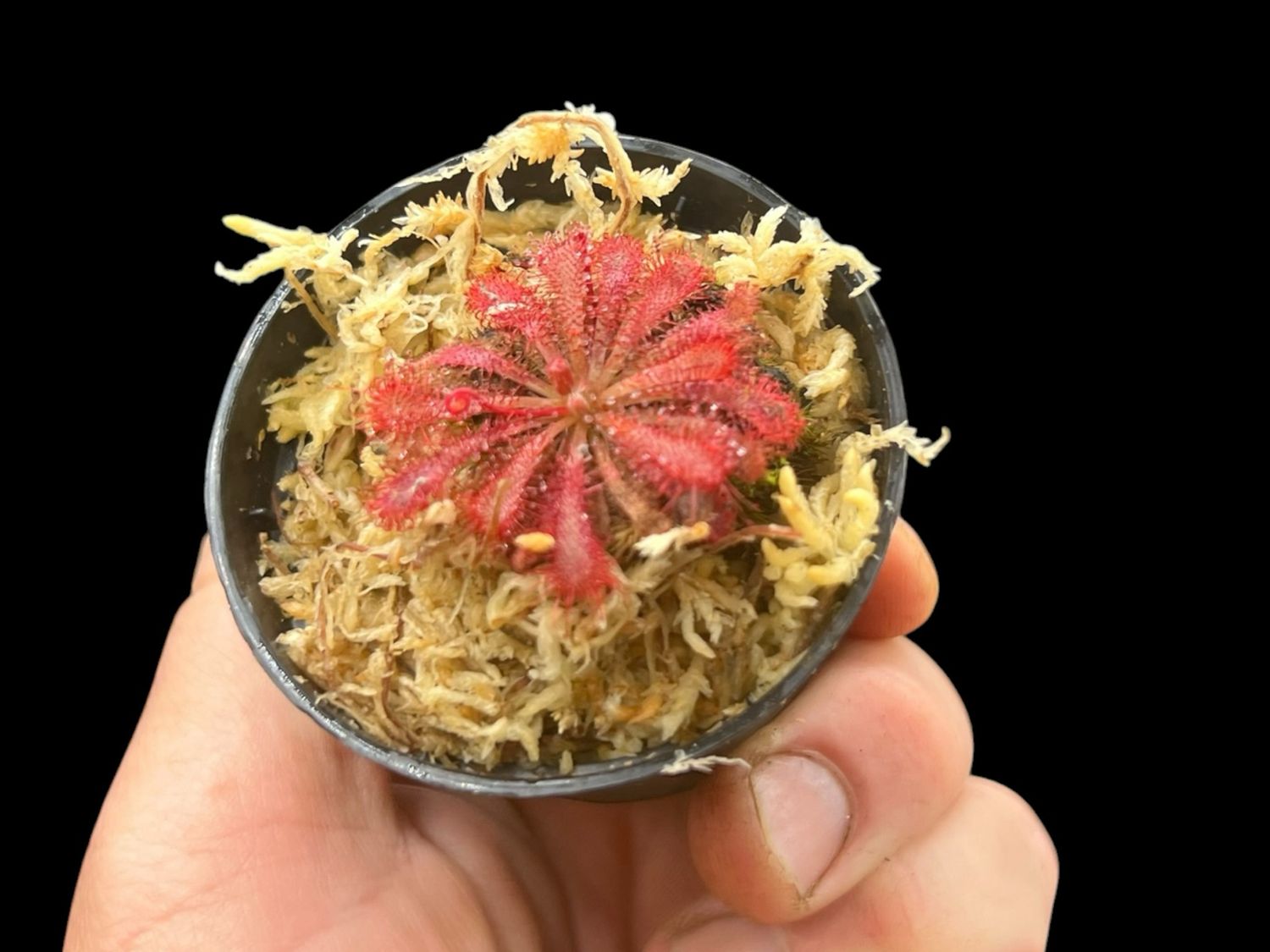 24 Wholesale Drosera spatulata Sundew Bulk Lot