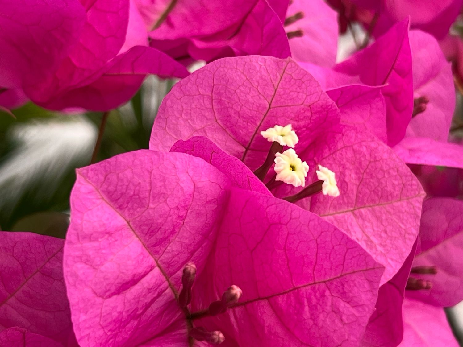 Bougainvillea - “Miami Pink”