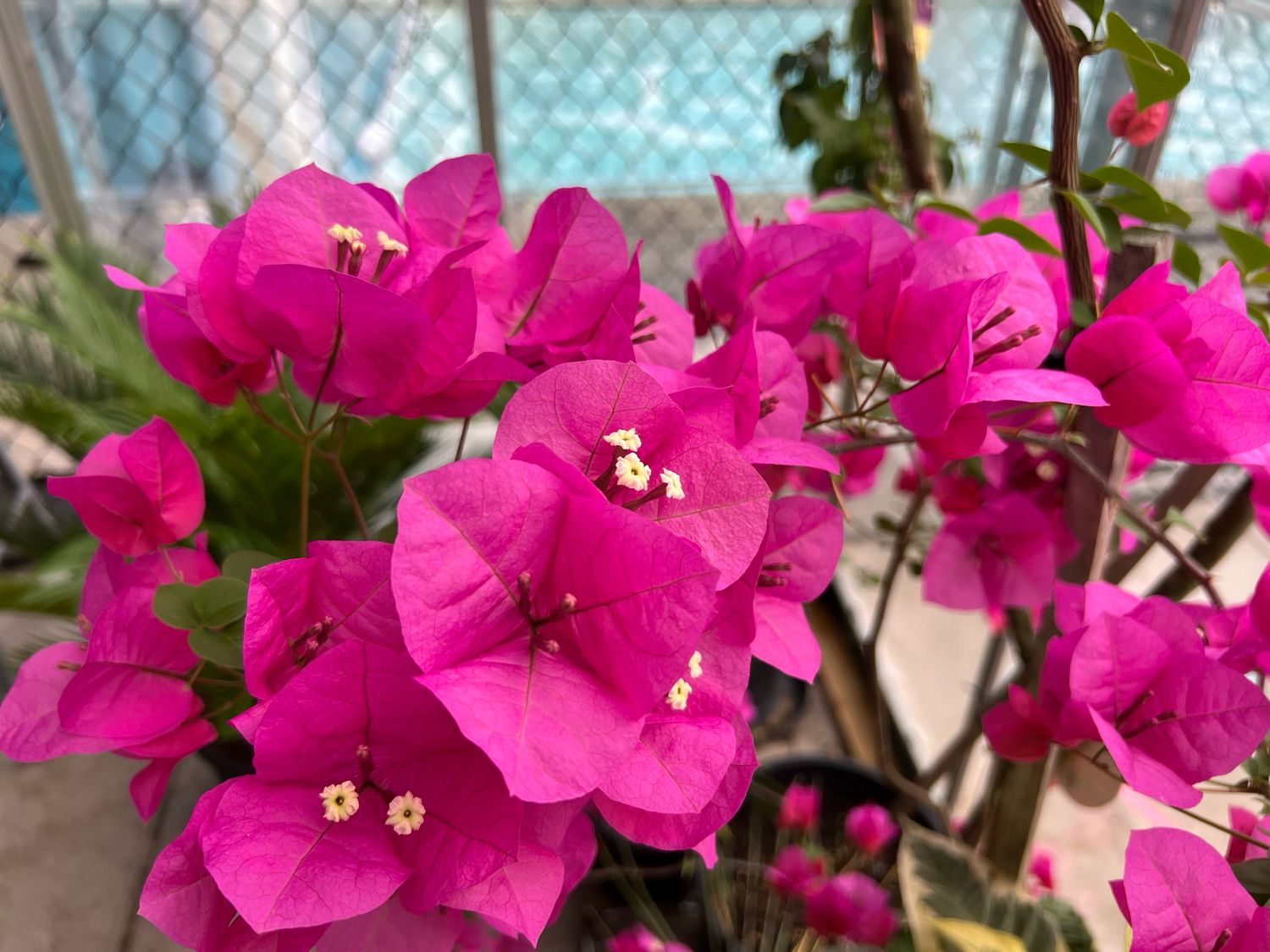 Bougainvillea - Hot Pink