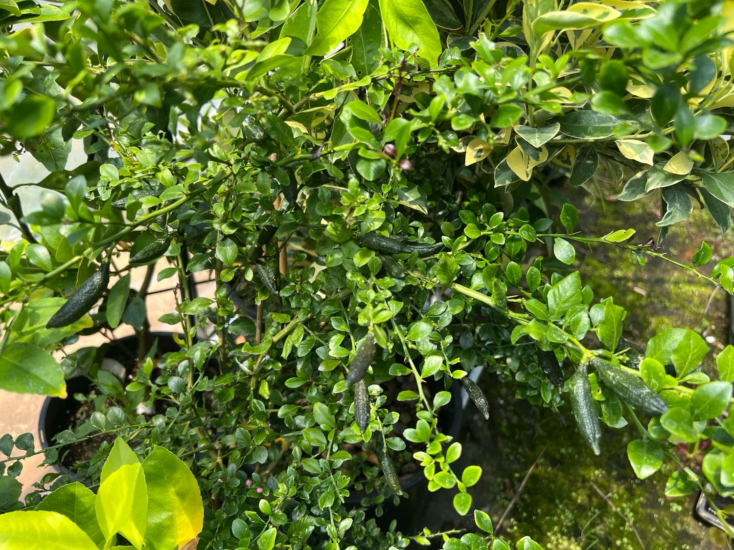 Finger Lime (Citrus australasica) – Rare “Citrus Caviar” Tree (Medium) 