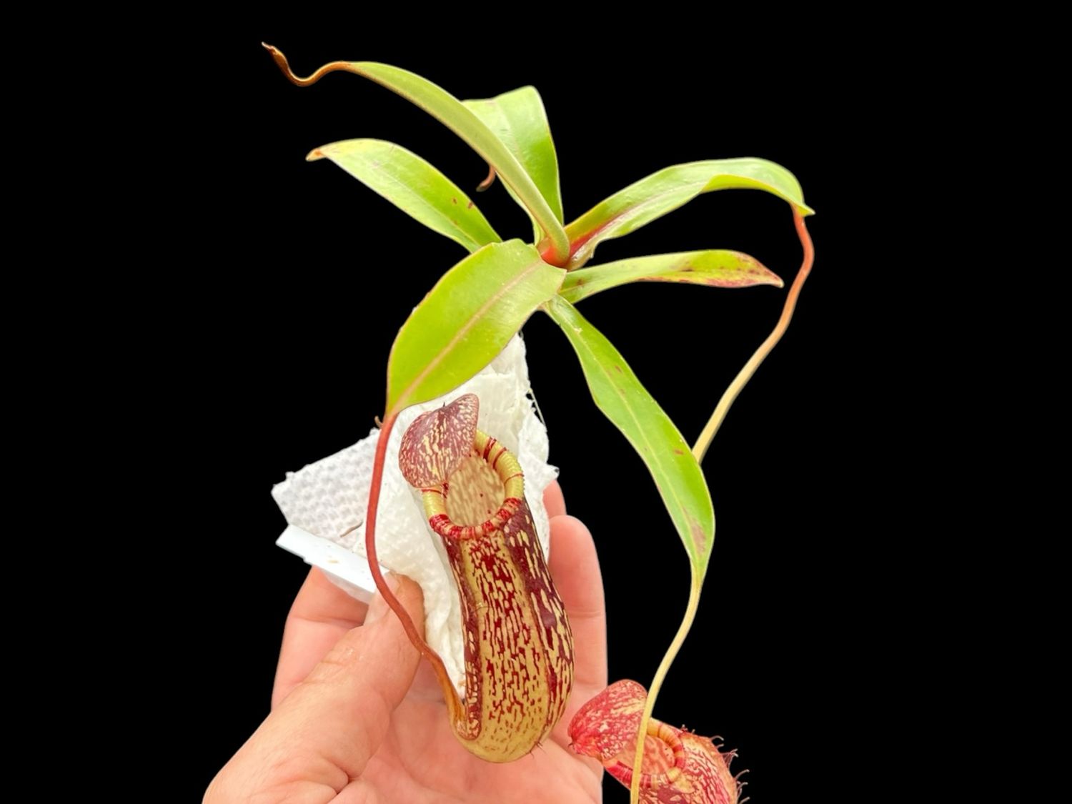 Nepenthes spectabilis x reinwardiana