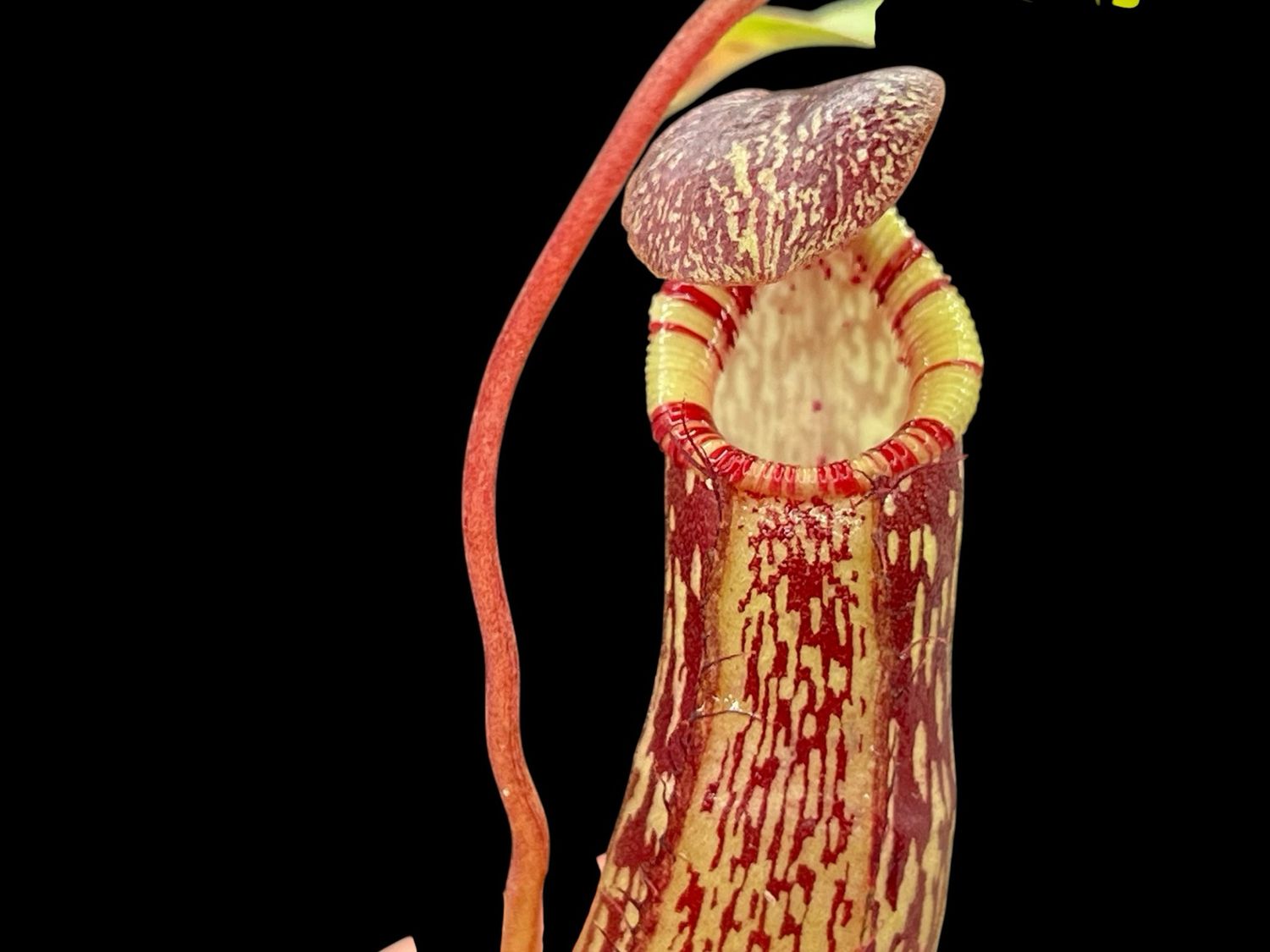 Nepenthes spectabilis x reinwardiana
