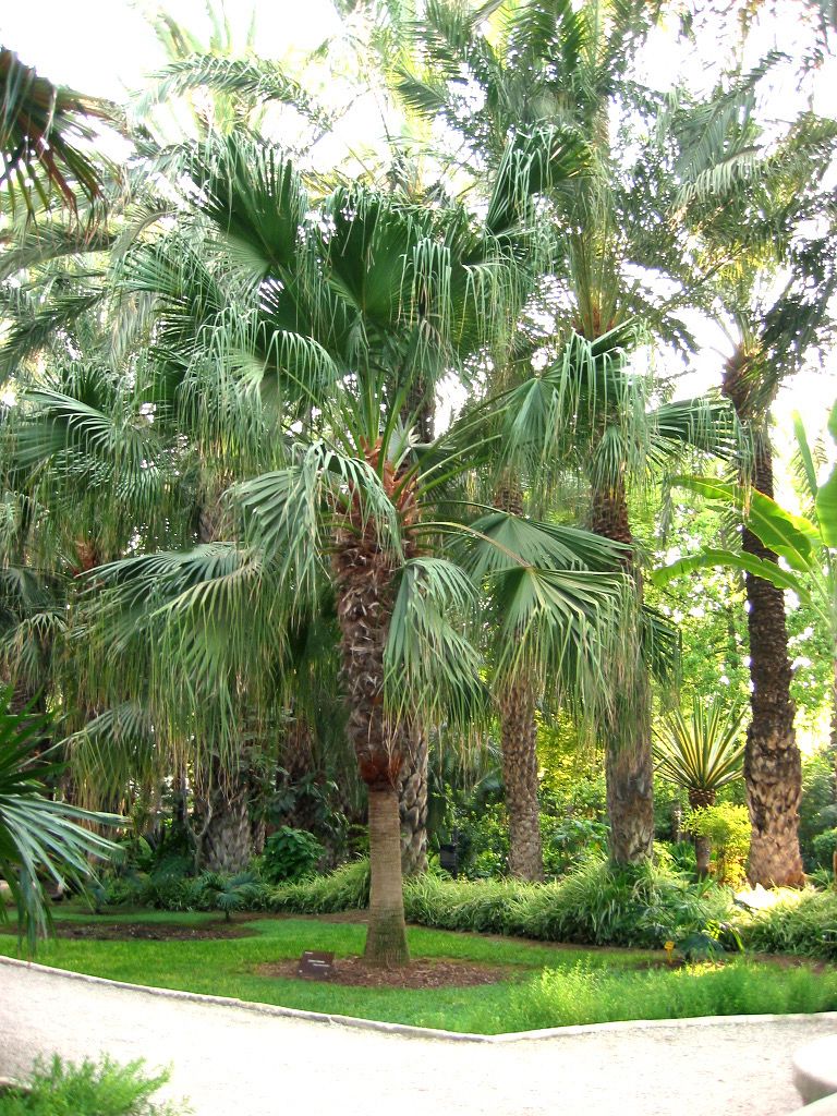 Chinese Fan Palm (Livistona chinensis) Large