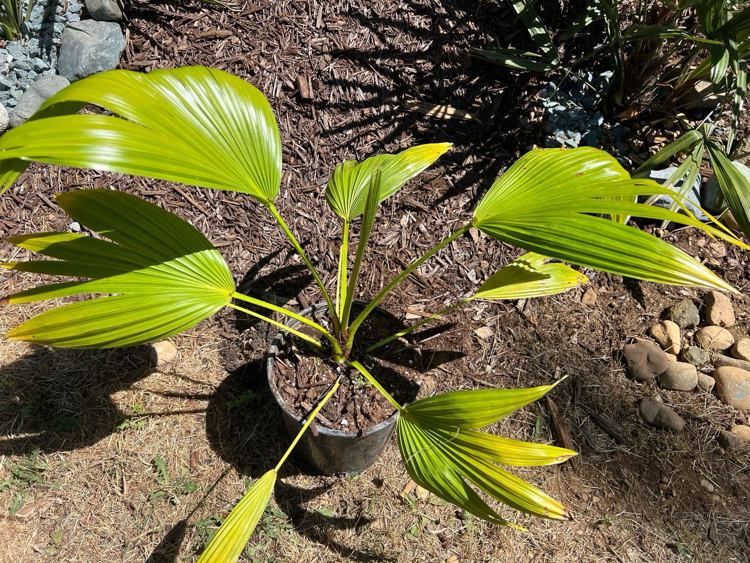 Chinese Fan Palm (Livistona chinensis) Large