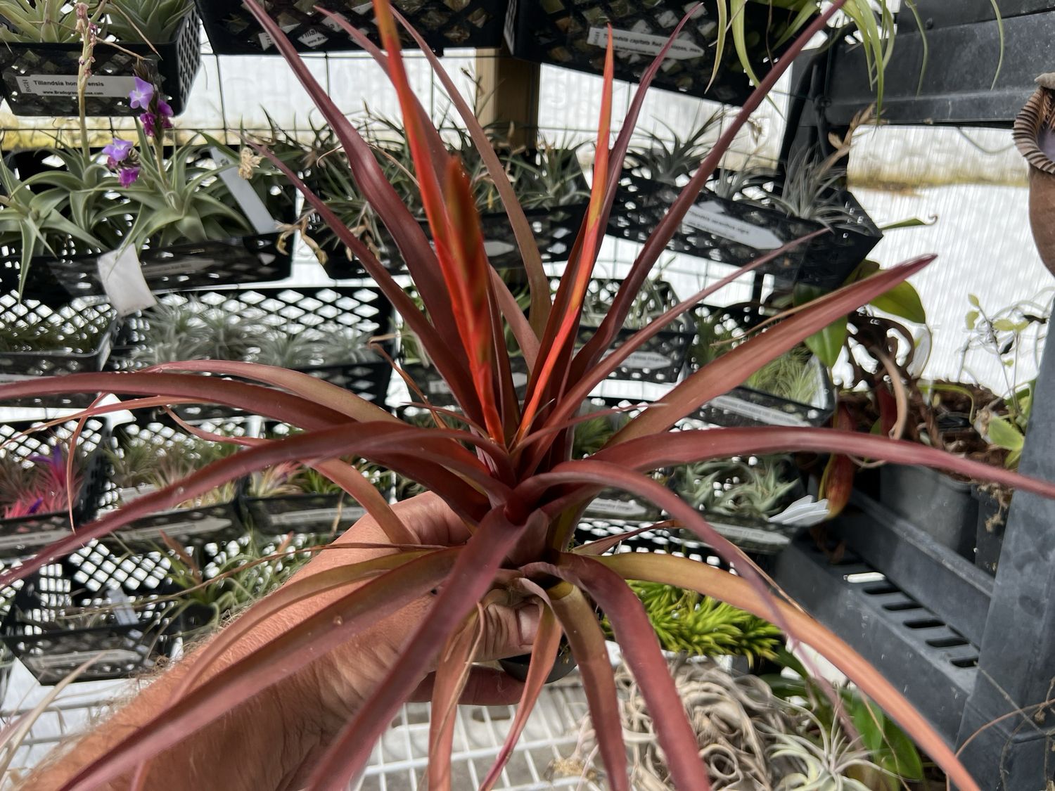 Tillandsia flabellata Cv. Red Giant