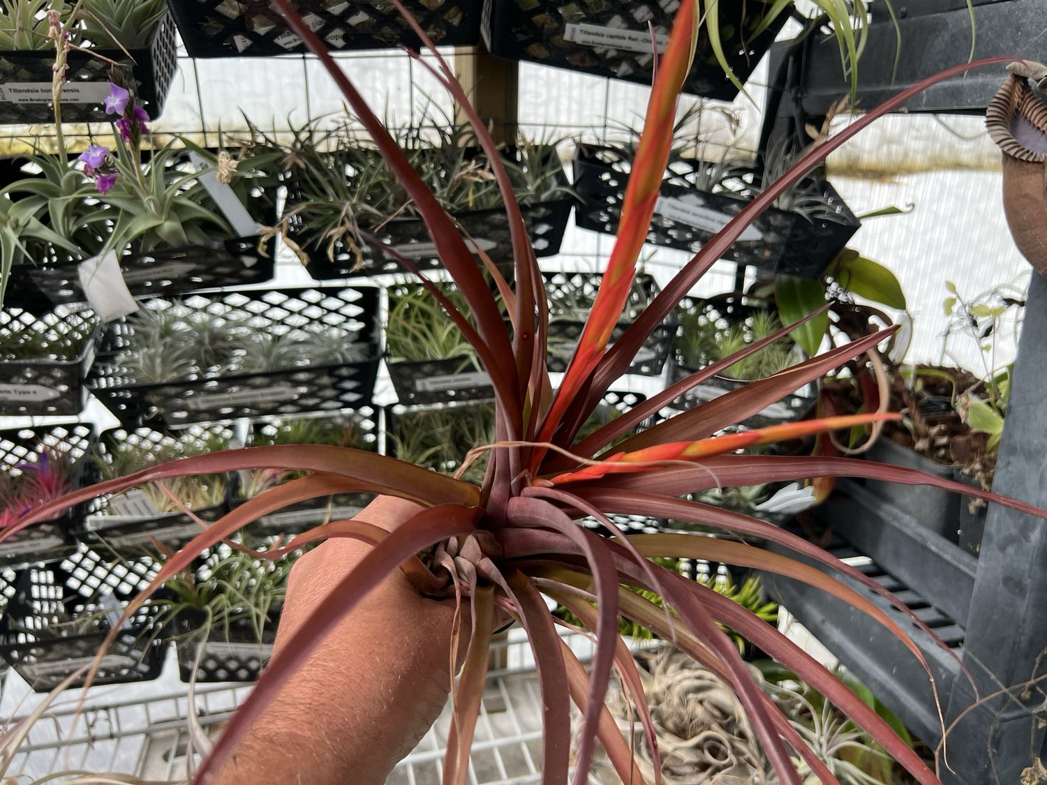Tillandsia flabellata Cv. Red Giant