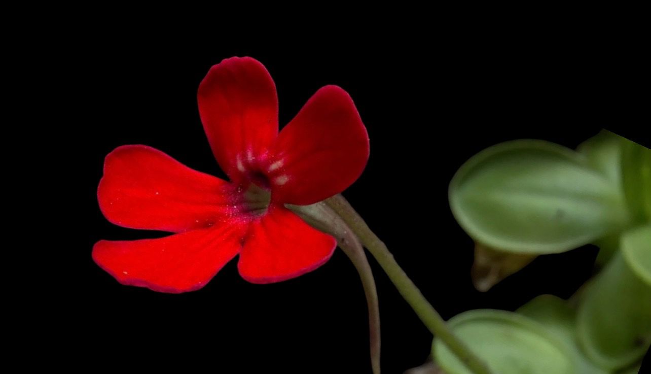 Pinguicula laueana "Narrow Flower" 