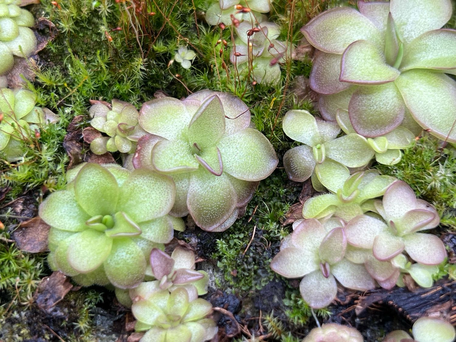 Pinguicula laueana "Narrow Flower" 