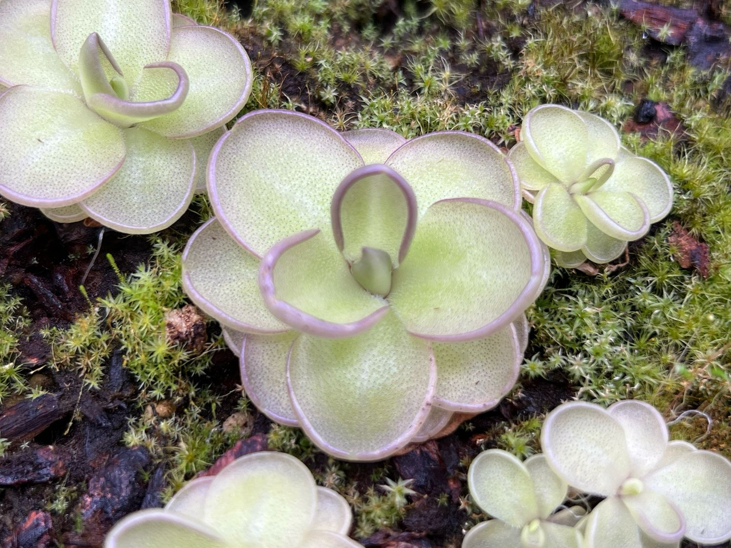 Pinguicula "Dusky Heart" 