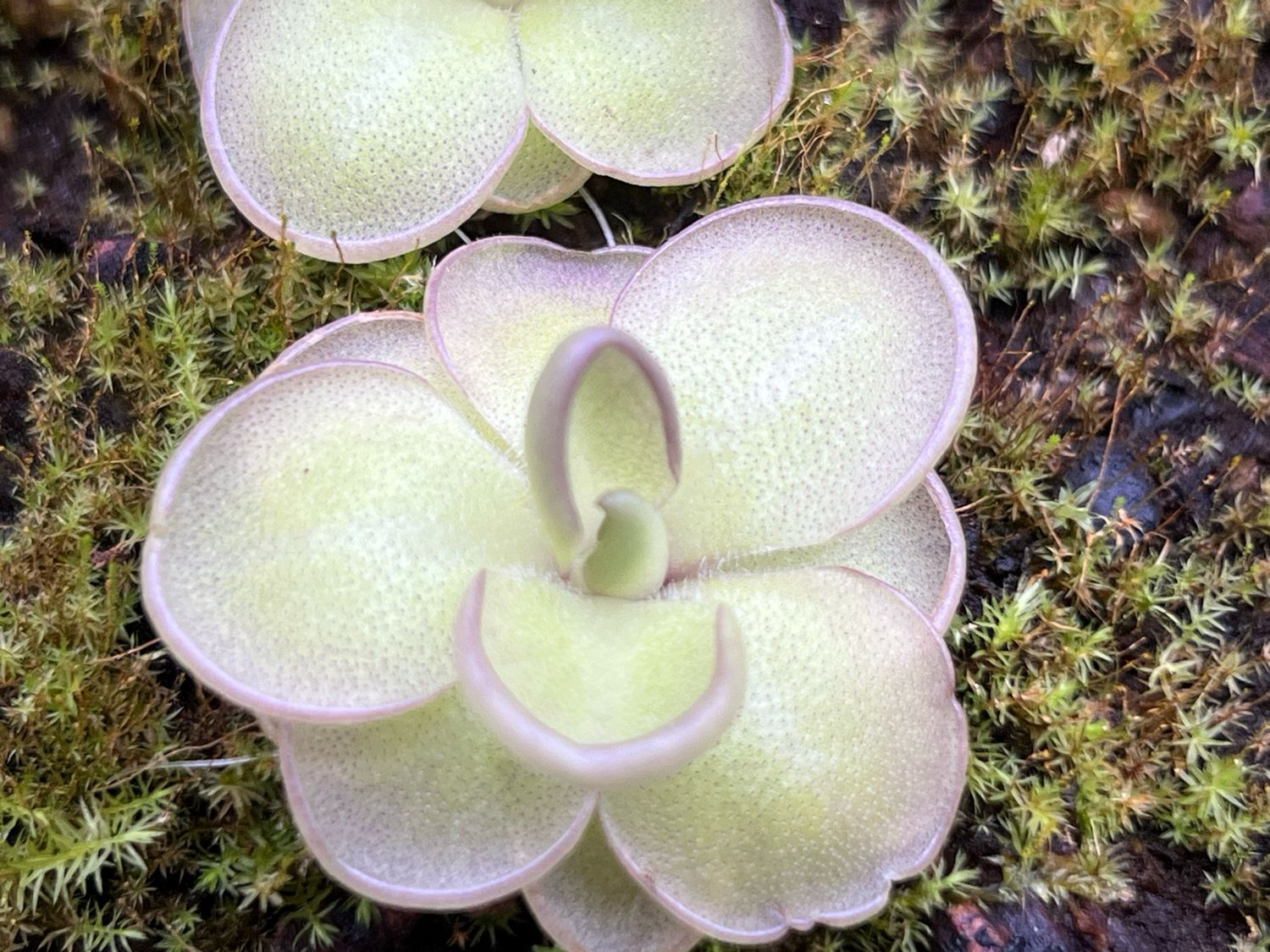 Pinguicula "Dusky Heart" 
