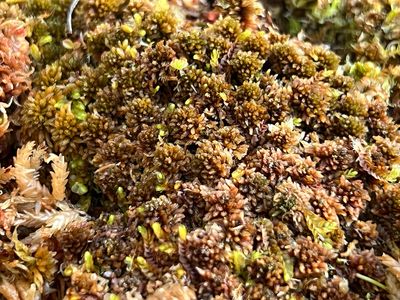 Live Sphagnum lindbergii/ fuscum  Moss - Rare Collectors Moss!