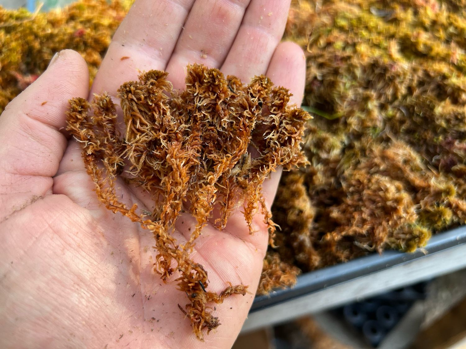 Live Sphagnum lindbergii/ fuscum  Moss - Rare Collectors Moss!