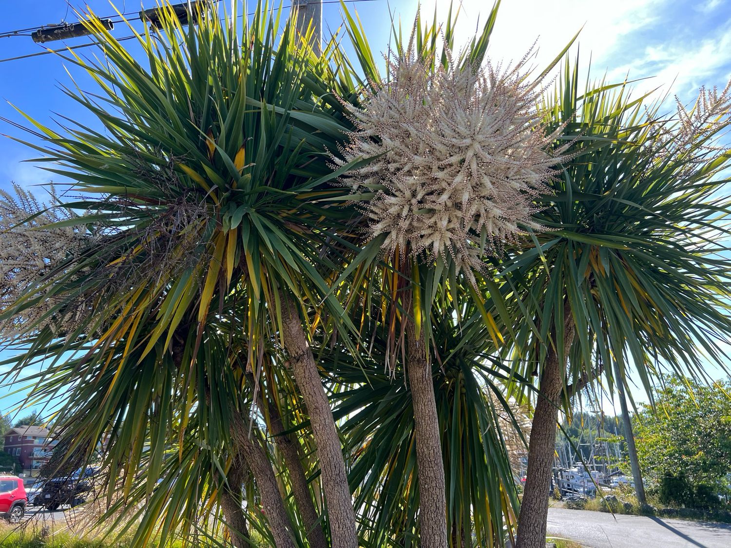 Cordyline australis (Cabbage Tree) - Large