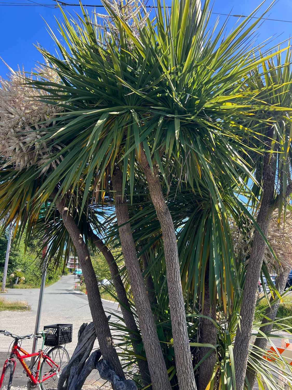 Cordyline australis (Cabbage Tree) - Large