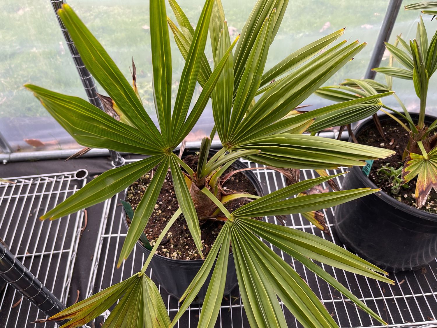 Trachycarpus “Bulgaria” Palm - Large