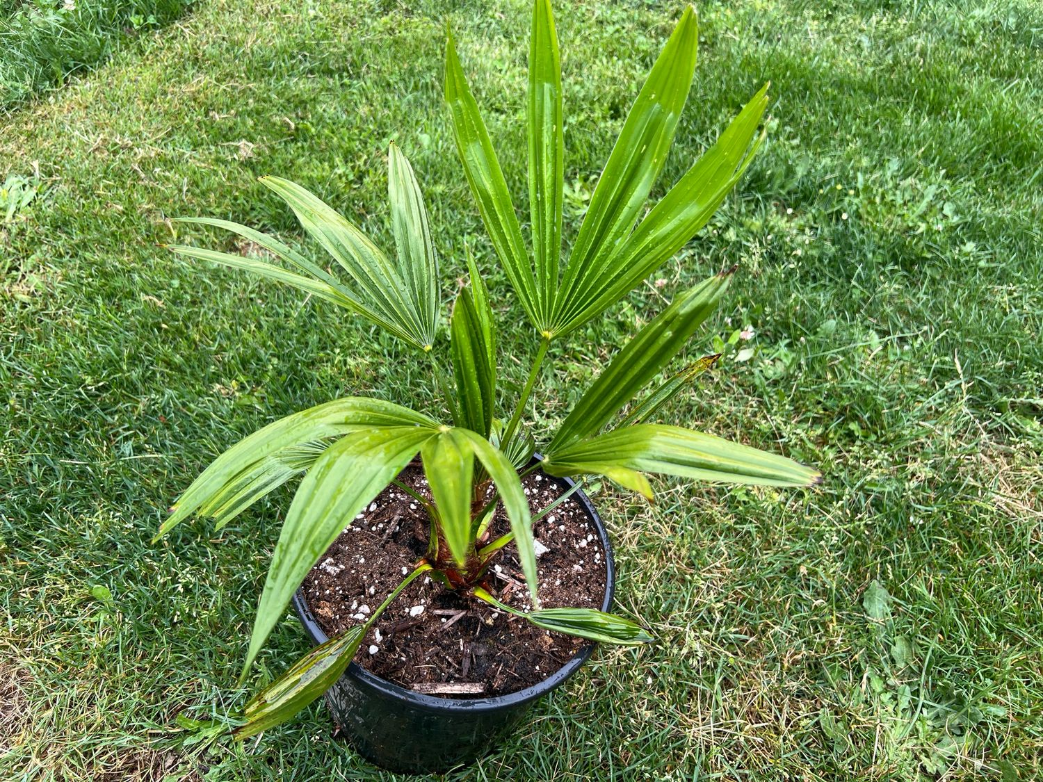 Trachycarpus “Bulgaria” Palm - Large