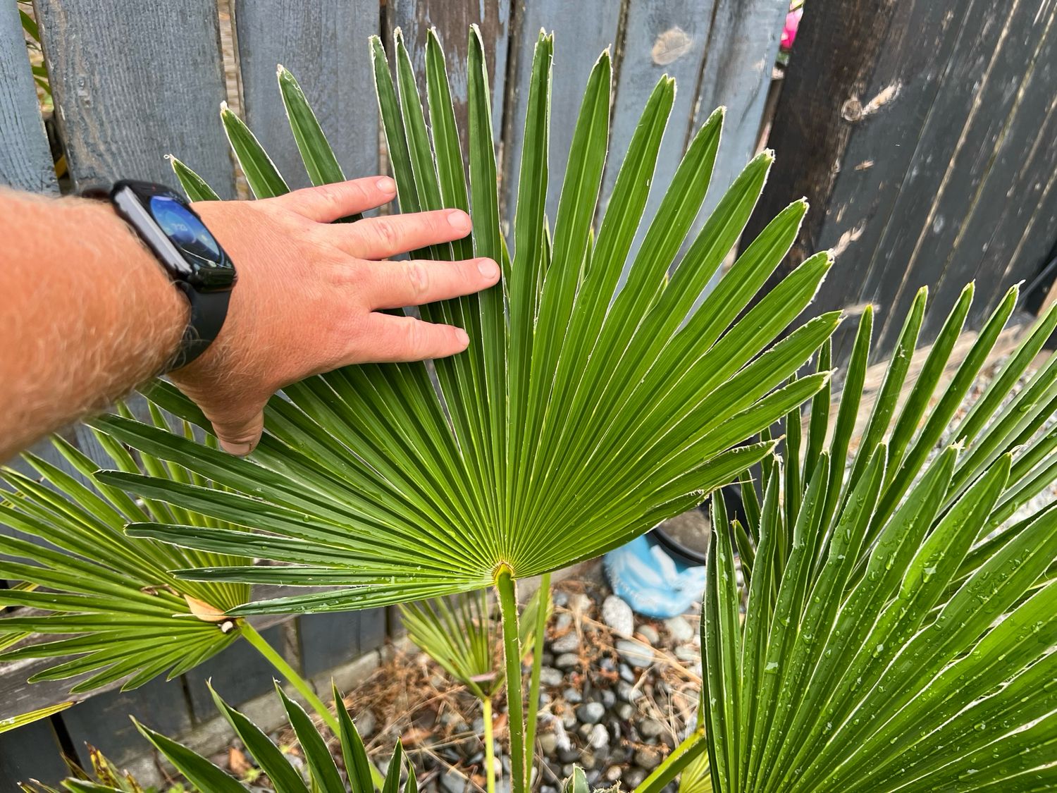 Trachycarpus wagnerianus, "Waggie Palm" (Large)