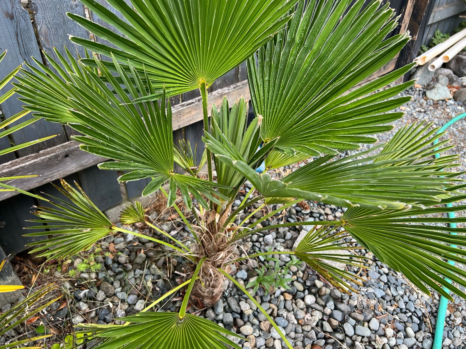 Trachycarpus wagnerianus, "Waggie Palm" (Large)