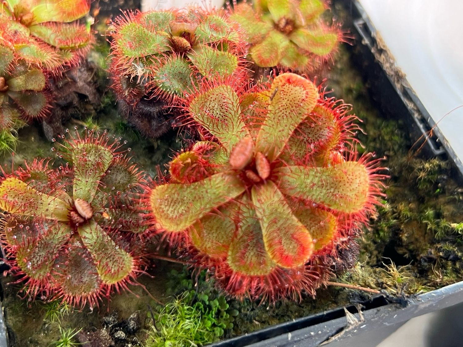 Drosera slackii