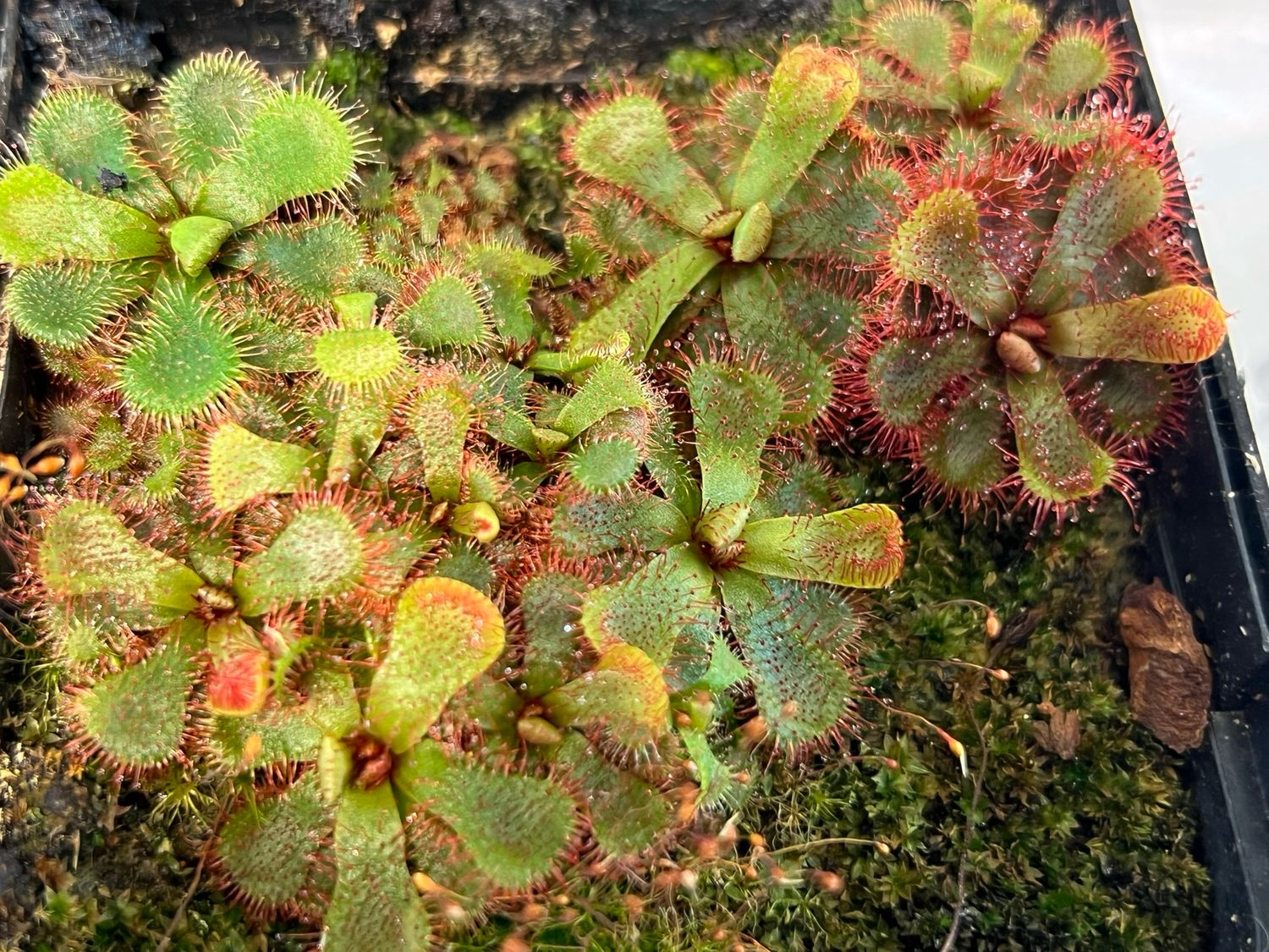 Drosera slackii