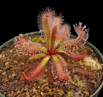 Drosera latifolia