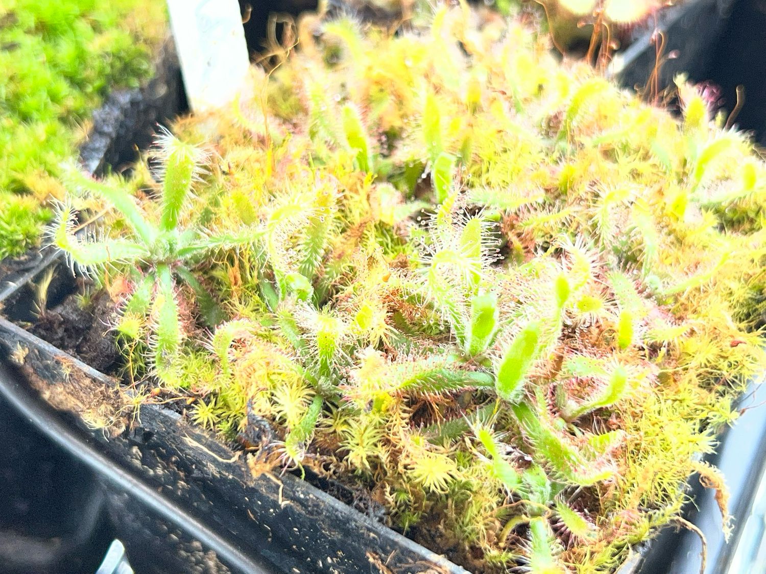 Drosera latifolia