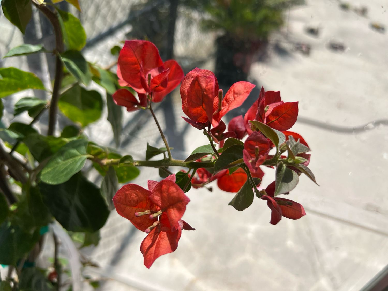 Bougainvillea - “Barbara Karst”