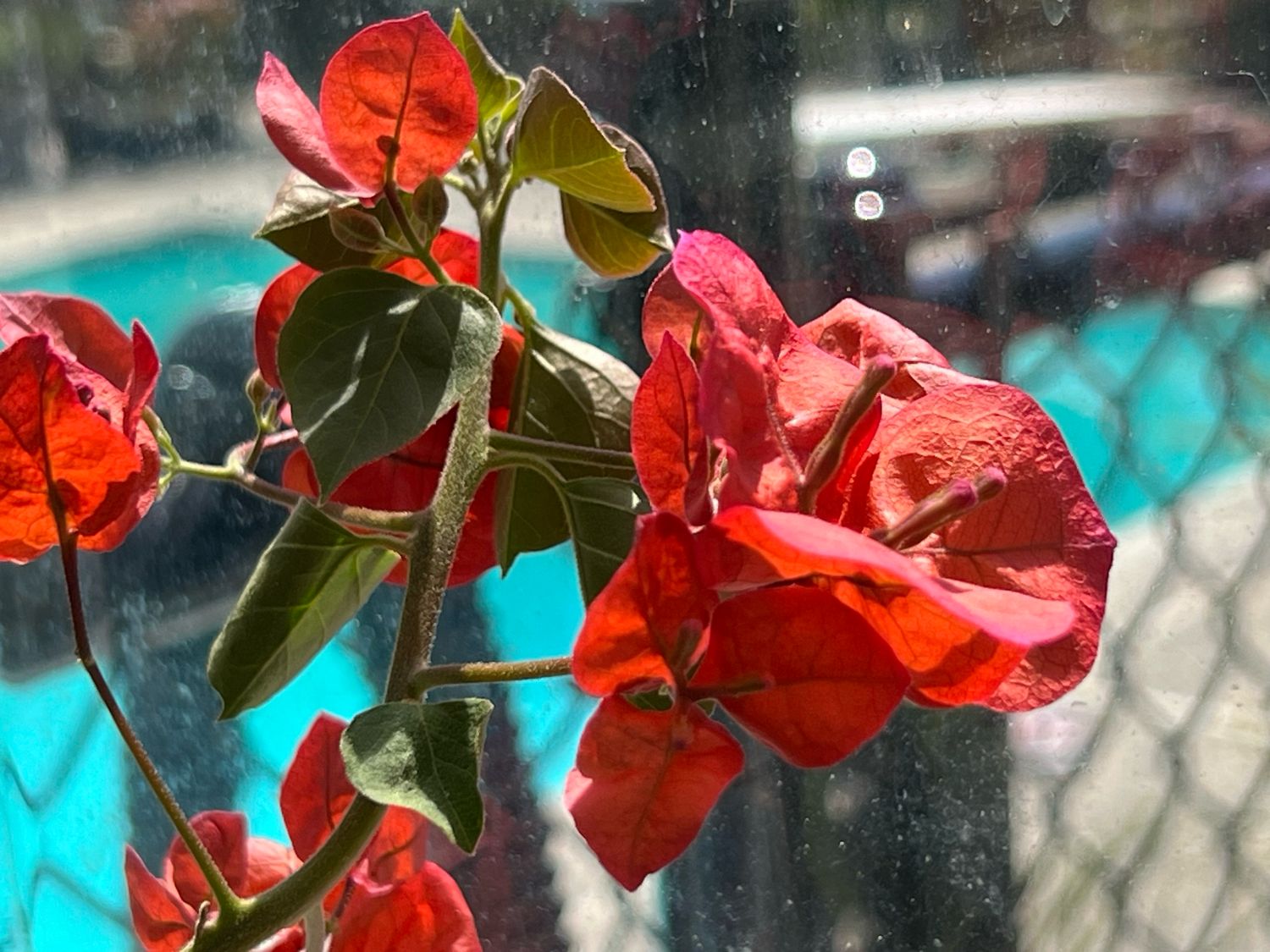 Bougainvillea - “Barbara Karst”