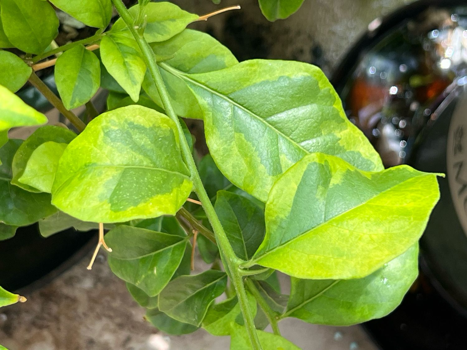 Bougainvillea - “Golden Jackpot” - variegated