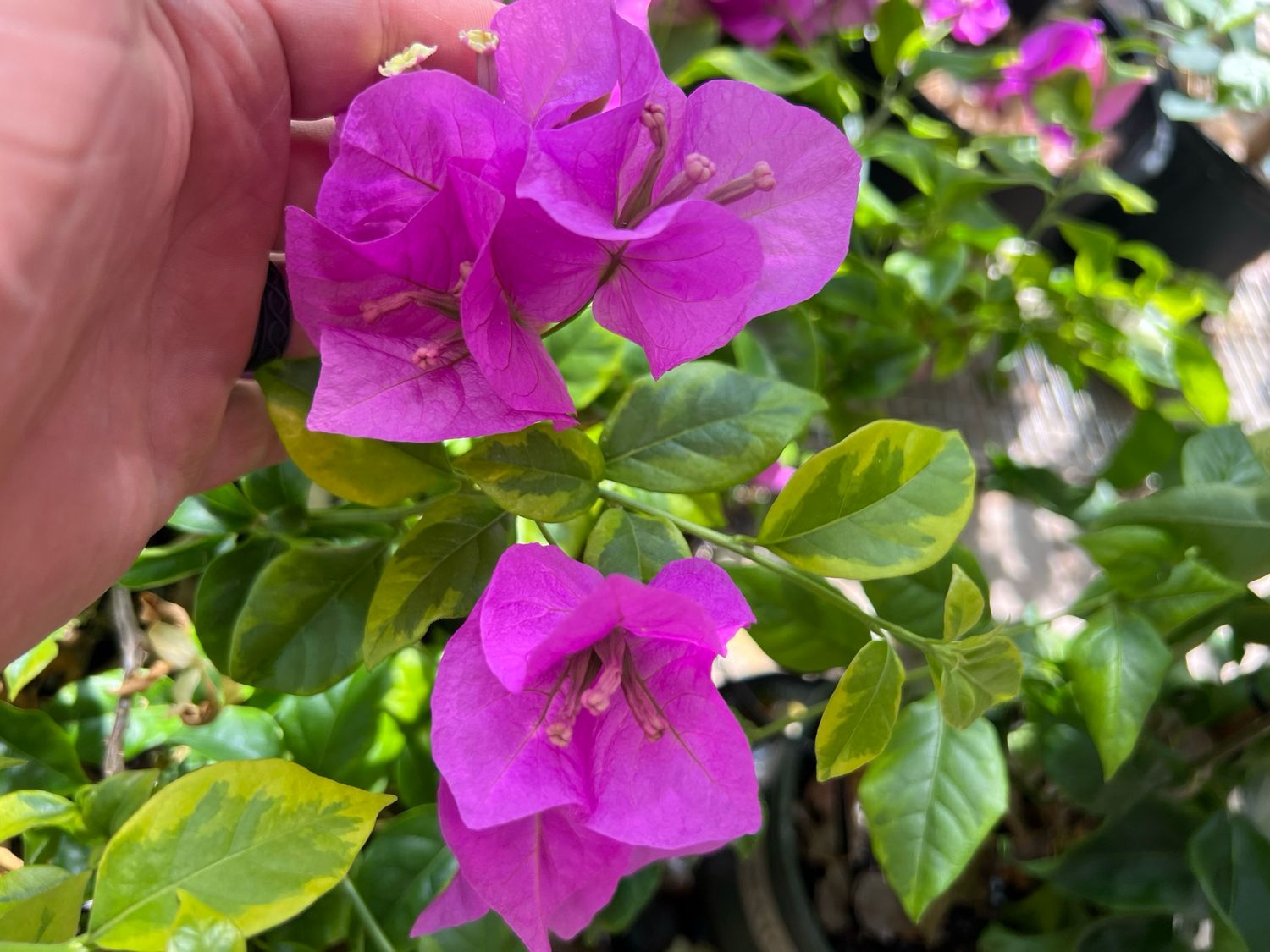 Bougainvillea - “Golden Jackpot” - variegated