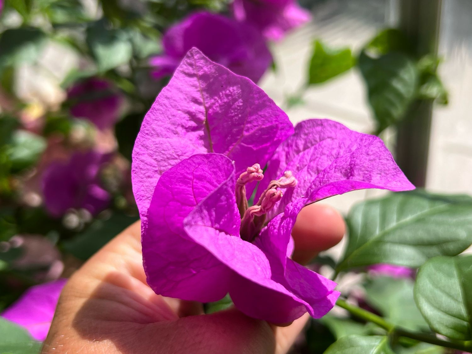 Bougainvillea - “Purple Queen”